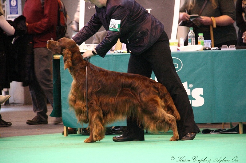 Crufts2011 820.jpg